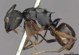 Plancia ëd Polyrhachis cedarensis Forel 1915