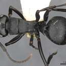 Image of Polyrhachis ops Forel 1907