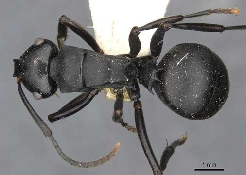 Image de Polyrhachis ops Forel 1907