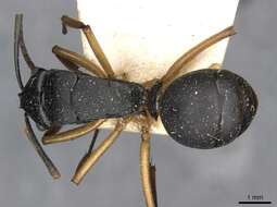 Image de Polyrhachis schwiedlandi Forel 1902