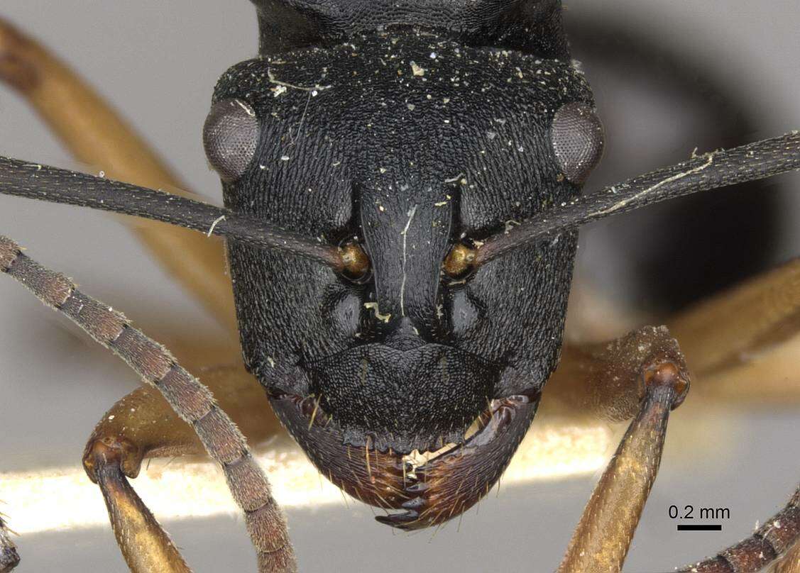 Image de Polyrhachis schwiedlandi Forel 1902