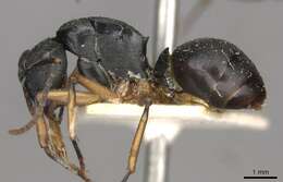 Image de Polyrhachis schwiedlandi Forel 1902