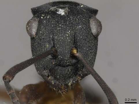 Image of Polyrhachis inconspicua Emery 1887