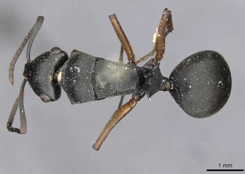 Image of Polyrhachis io Forel 1915