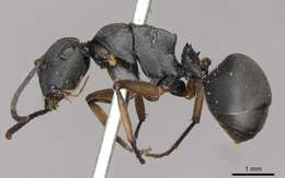 Image of Polyrhachis io Forel 1915