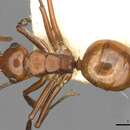 Image de Polyrhachis jacobsoni Forel 1909