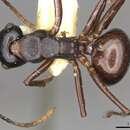 صورة Polyrhachis yarrabahensis Forel 1915