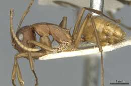 صورة Polyrhachis dahlii Forel 1901