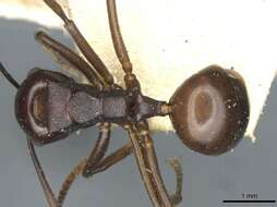 Image of Polyrhachis aequalis