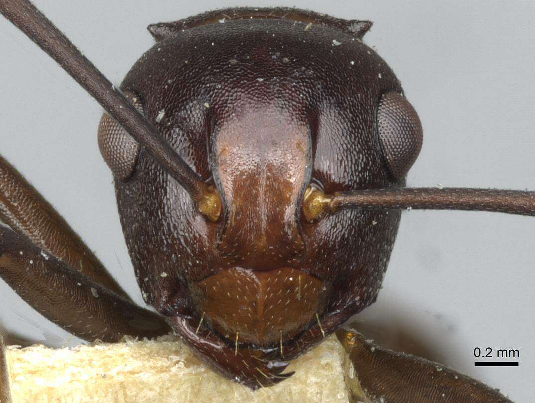 Image of Polyrhachis aequalis