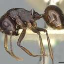 Image of Polyrhachis aequalis