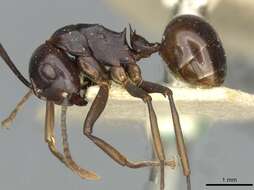 Image of Polyrhachis aequalis