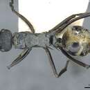 Image de Polyrhachis angusta Forel 1902