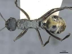 Image of Polyrhachis angusta Forel 1902