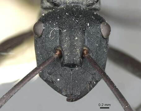 Image de Polyrhachis angusta Forel 1902