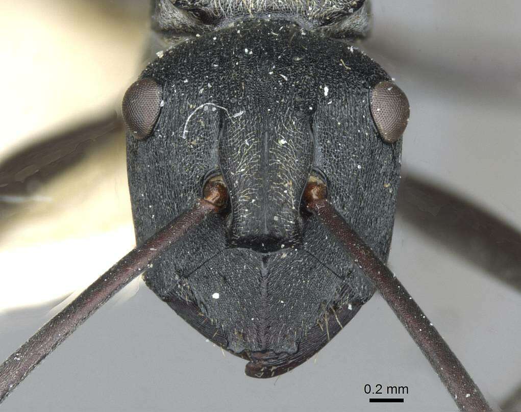 Image of Polyrhachis angusta Forel 1902