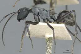 Image of Polyrhachis angusta Forel 1902