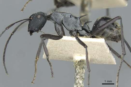 Image de Polyrhachis angusta Forel 1902