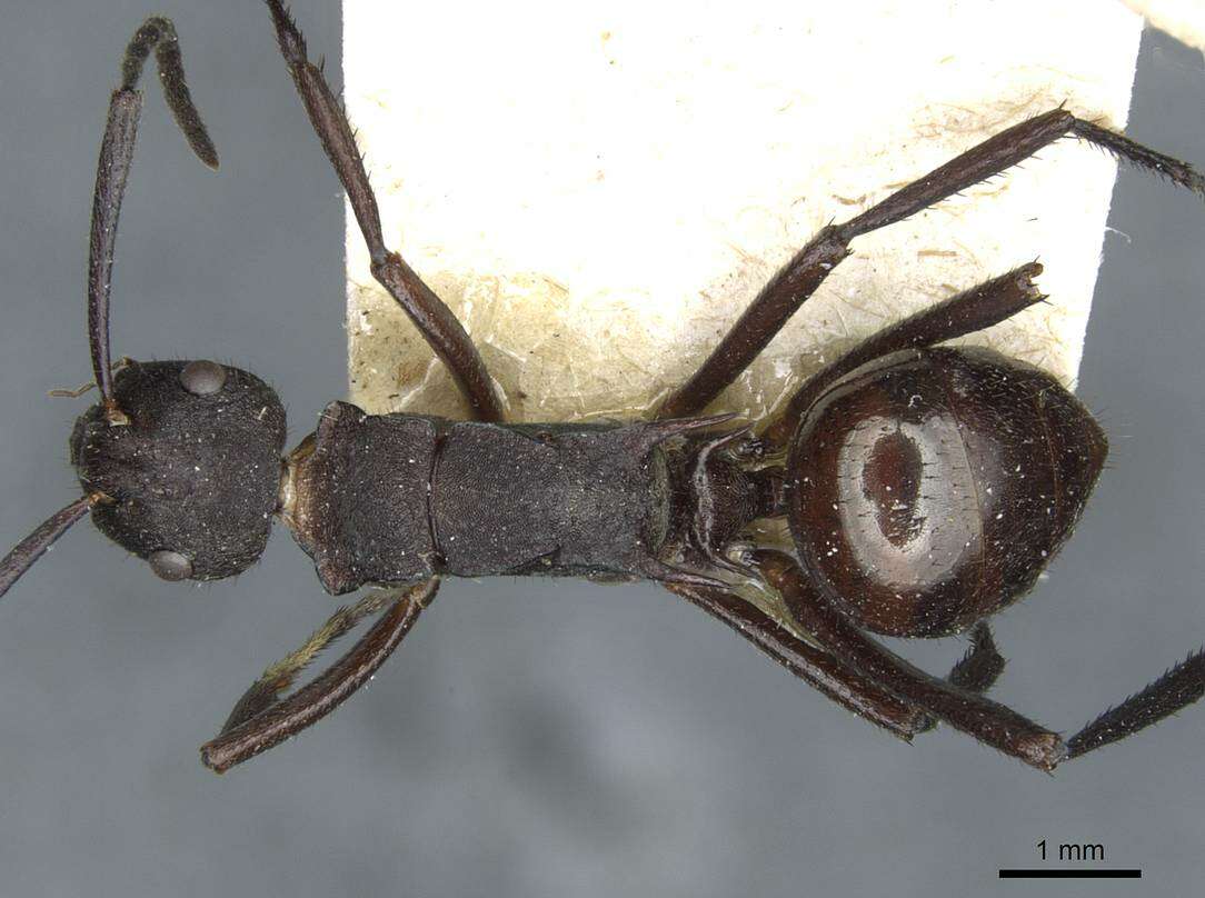 Image of Polyrhachis lachesis Forel 1897