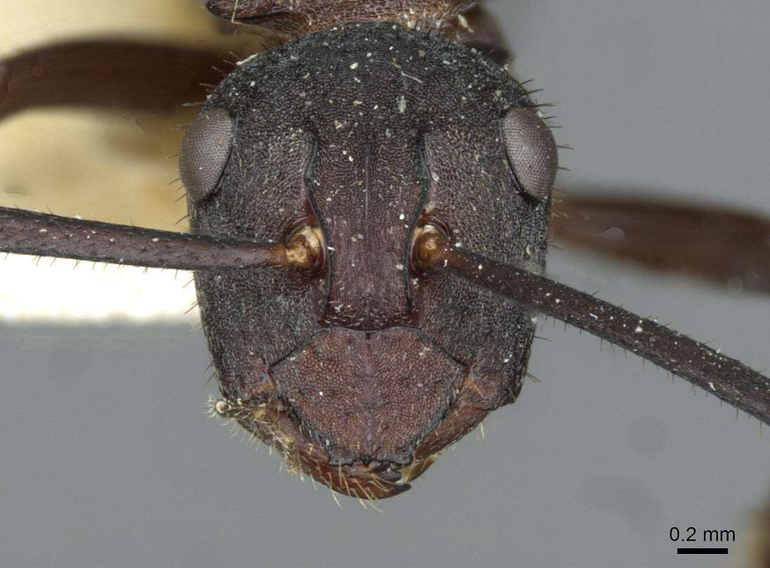 Image of Polyrhachis lachesis Forel 1897