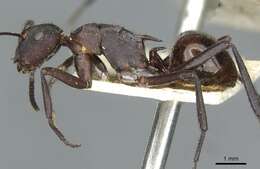 Image of Polyrhachis lachesis Forel 1897