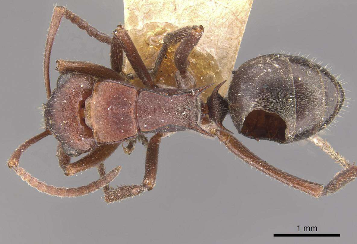 Image of Polyrhachis schenckii Forel 1886