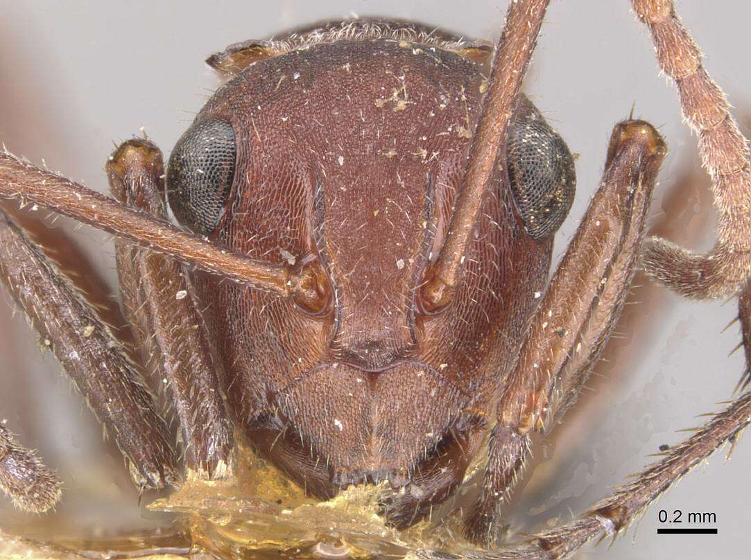 Image of Polyrhachis schenckii Forel 1886