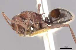 Image of Polyrhachis schenckii Forel 1886