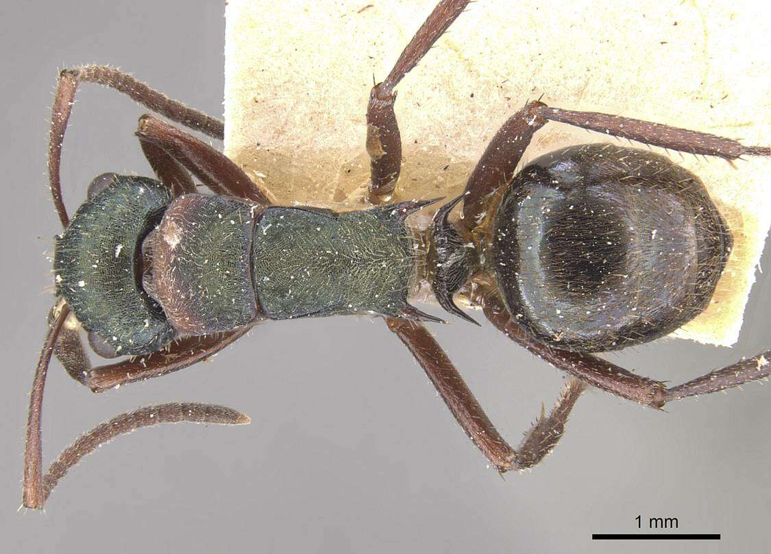 Image of Polyrhachis lydiae Forel 1902