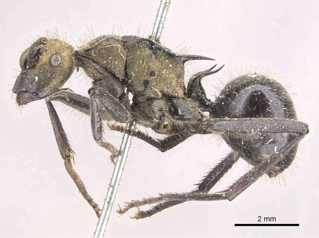 Image de Polyrhachis semiaurata Mayr 1876