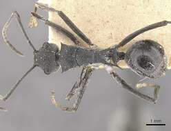 Image of Polyrhachis sokolova Forel 1902