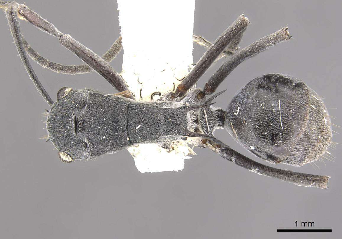 Image of Polyrhachis sokolova Forel 1902