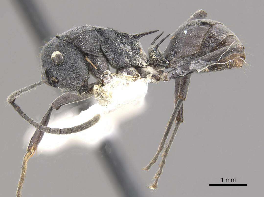 Image of Polyrhachis sokolova Forel 1902