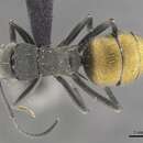 Image of Polyrhachis thusnelda Forel 1902