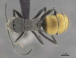 Image de Polyrhachis thusnelda Forel 1902