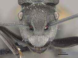 Image de Polyrhachis thusnelda Forel 1902