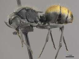 Image de Polyrhachis thusnelda Forel 1902