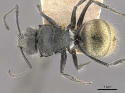 Plancia ëd Polyrhachis schoopae Forel 1902