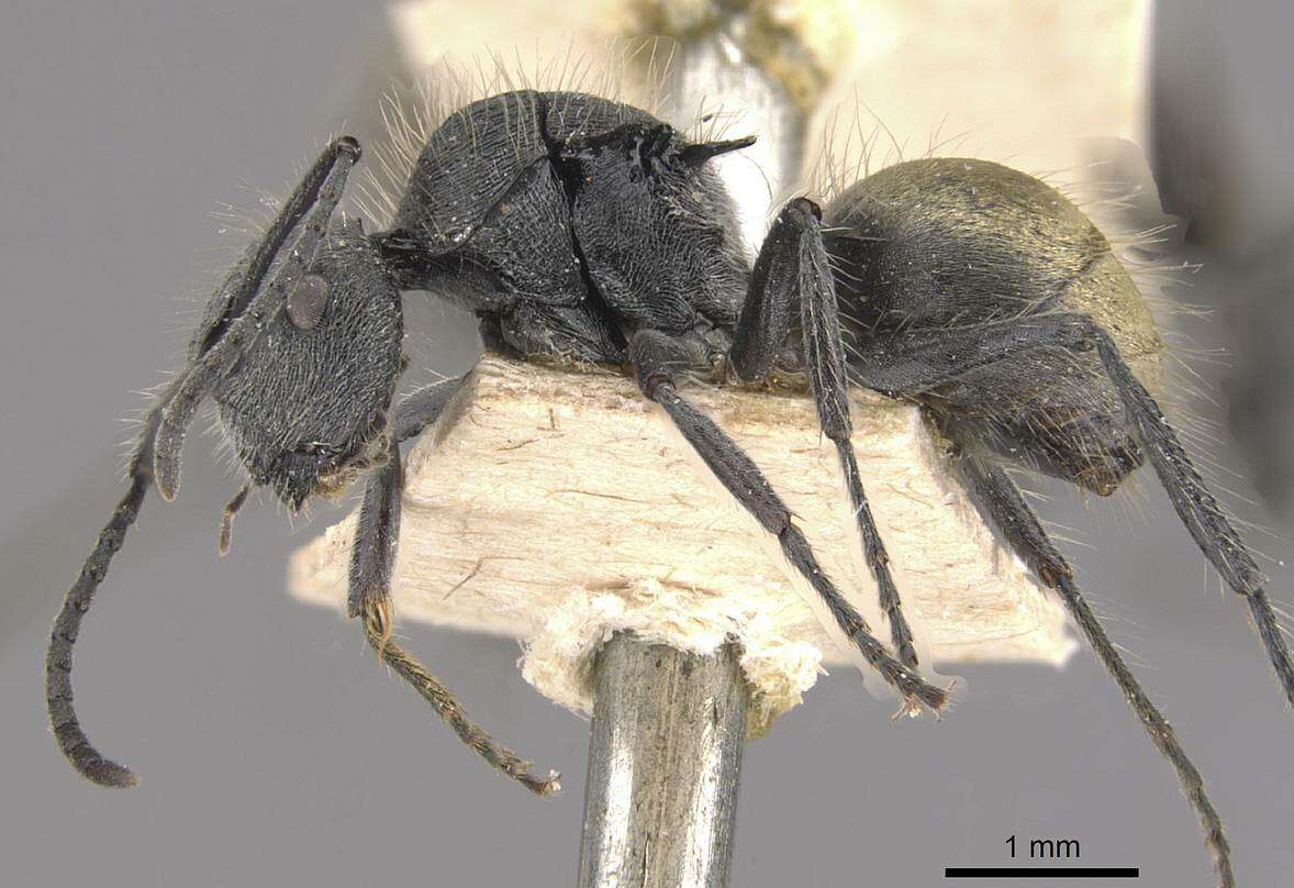 Plancia ëd Polyrhachis schoopae Forel 1902