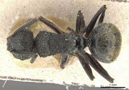 Plancia ëd Polyrhachis arcuata (Le Guillou 1842)