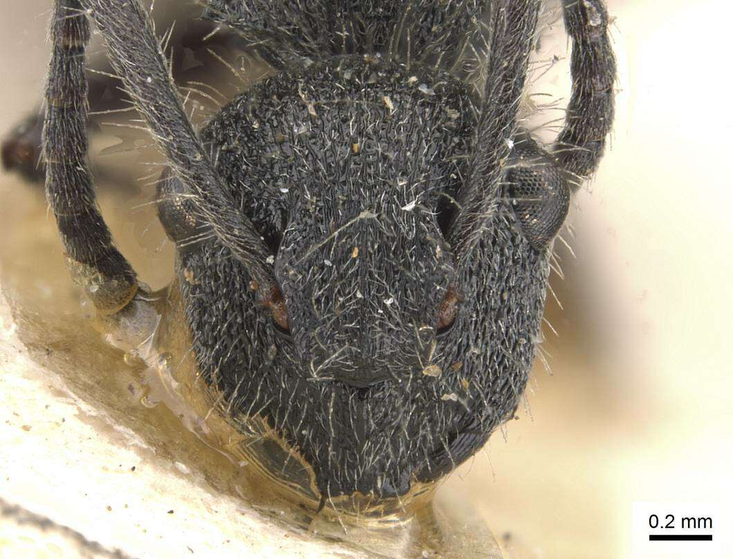 Plancia ëd Polyrhachis arcuata (Le Guillou 1842)