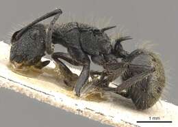 Plancia ëd Polyrhachis arcuata (Le Guillou 1842)