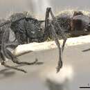 Image of Polyrhachis radicicola