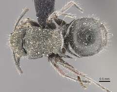 Image of Polyrhachis contemta Mayr 1876