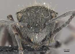 Image of Polyrhachis contemta Mayr 1876