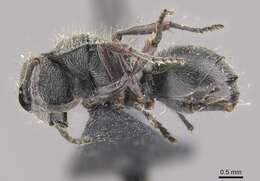 Image of Polyrhachis contemta Mayr 1876