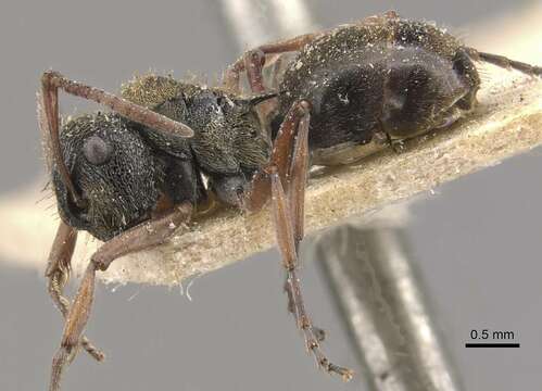 Image of Polyrhachis cyrus Forel 1901