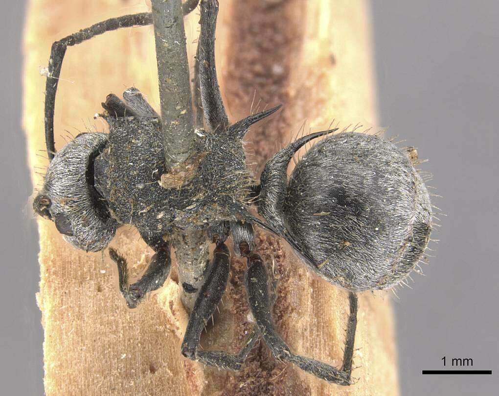 Image of Polyrhachis gab Forel 1879