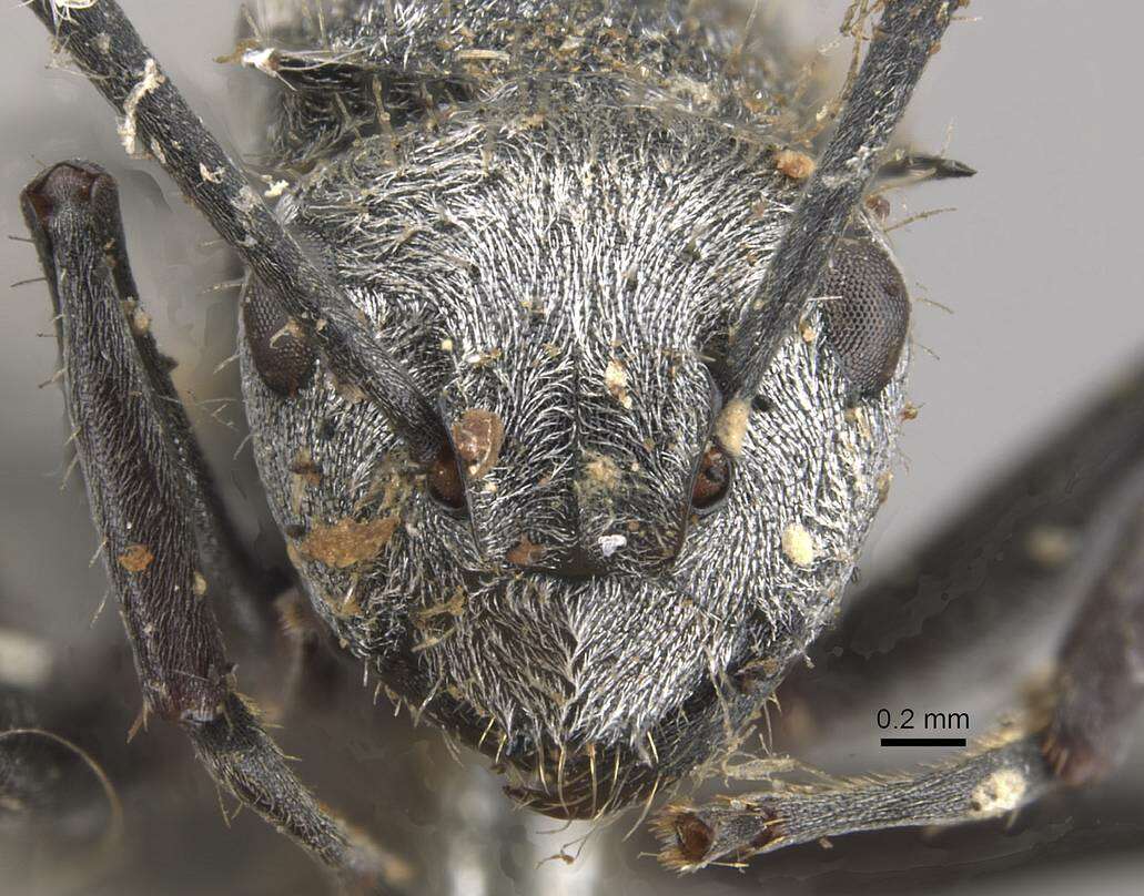 Image of Polyrhachis gab Forel 1879