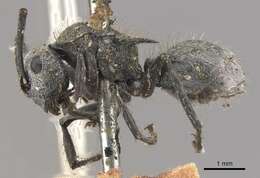 Image of Polyrhachis gab Forel 1879